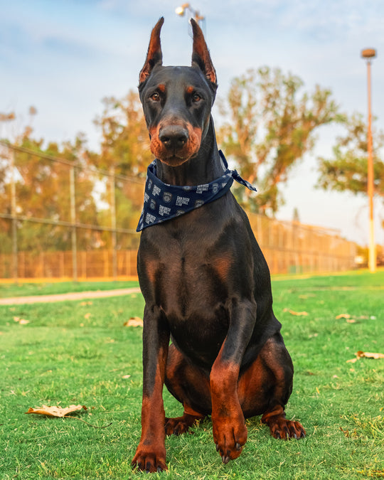 SDFC Pet Bandana