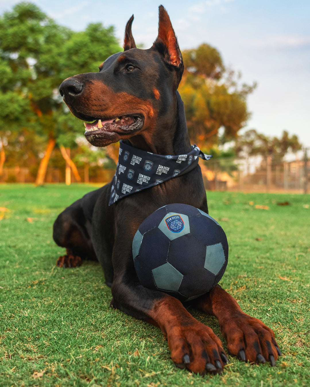 SDFC Pet Soccer Ball Toy